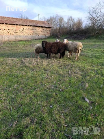Продавам коч и агнета 