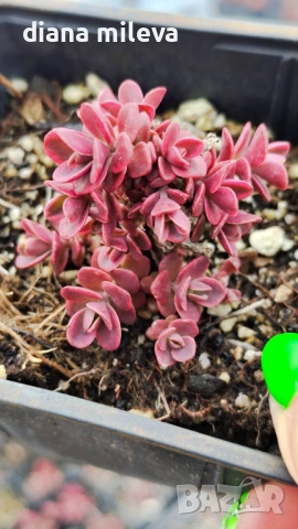 Седум Горски Пожар, Sedum SunSparkler Wildfire , снимка 9 - Градински цветя и растения - 49936159