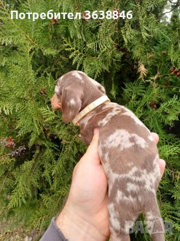 Мини дакел, снимка 5 - Дакели - 52328965