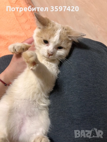 Подарява се мъжко котенце, снимка 2 - Други - 53936782
