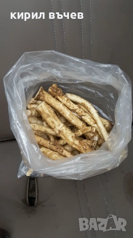 корени хрян, снимка 2 - Градински цветя и растения - 52051535