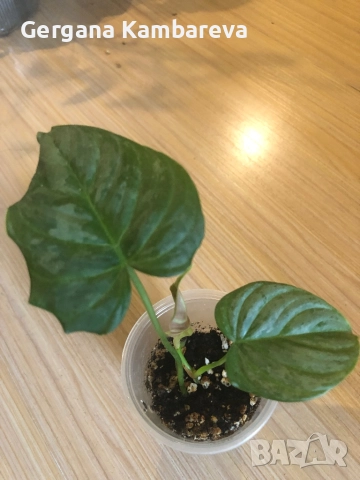 Philodendron Majestic , снимка 2 - Стайни растения - 51933213