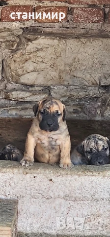  Дого Канарио/Преса Канарио 