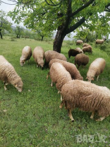 Овце за дамазлък, снимка 5 - Овце - 45674180