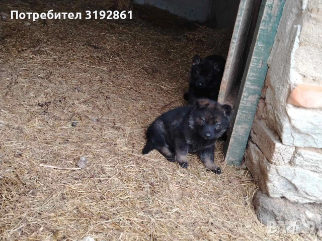 Немски Овчарки, снимка 4 - Немска овчарка - 54010323