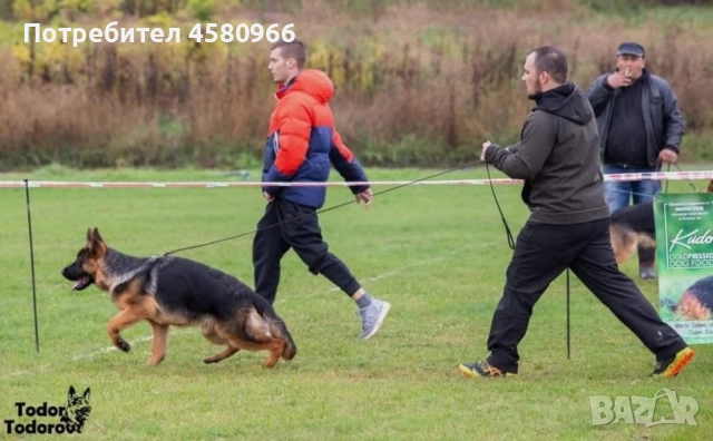 Елитни Немски Овчарки , снимка 4 - Немска овчарка - 52130503