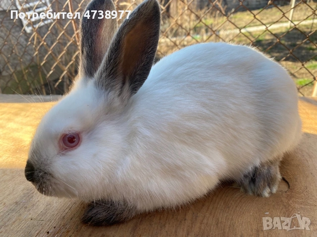 Зайци, снимка 5 - Други - 53782713