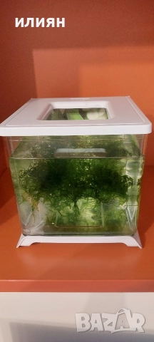 Аквариуми Hailea 2л., снимка 4 - Аквариуми - 52975808