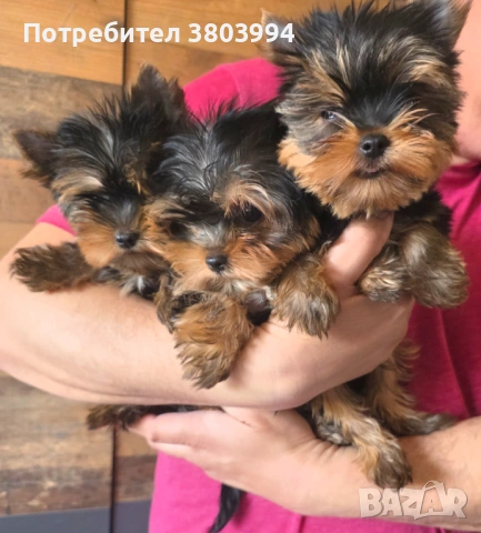 Чистокръвно Мини момиченце, снимка 18 - Йоркширски териер - 54243156