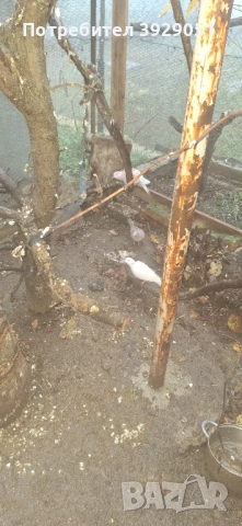 Продавам скумруци гугутки, снимка 3 - Гълъби - 52476087