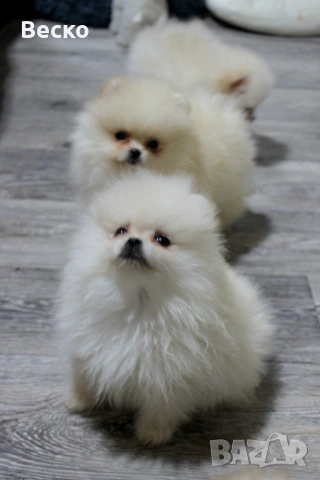 Померан мини мъжки , снимка 4 - Померан - 53731714