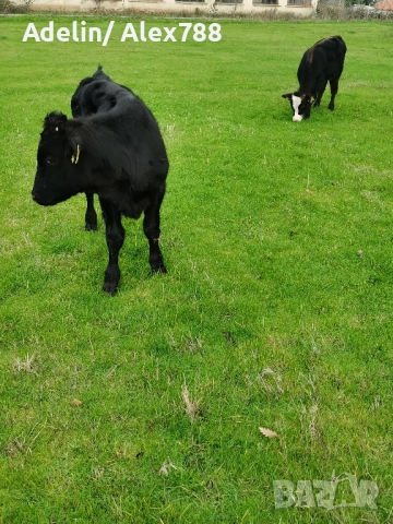 Продавам мъжки телета на 7 месеца, снимка 4 - Крави - 52439080
