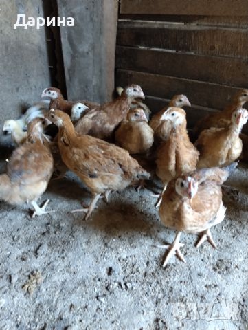 Ярки пилета и пуйчета, снимка 8 - Кокошки и пуйки - 46215741