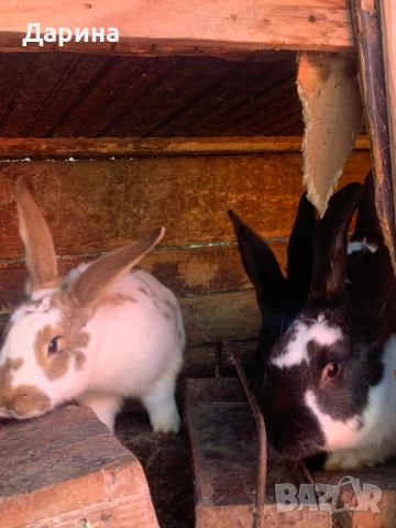 Зайци 6 месеца., снимка 5 - Други - 53534770