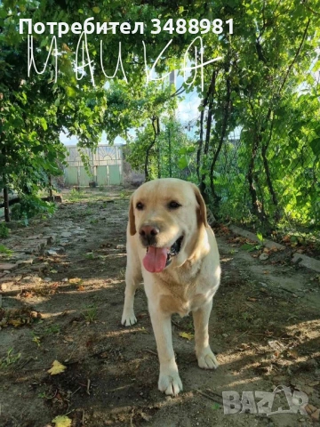 Лабрадор ретривър , снимка 2 - Лабрадор ретривър - 53767078