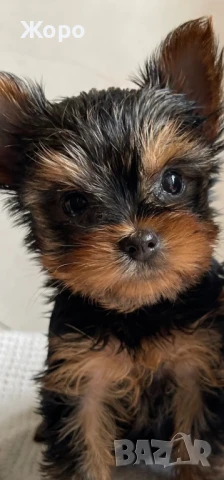 йоркширски териер мини , снимка 3 - Йоркширски териер - 51037088