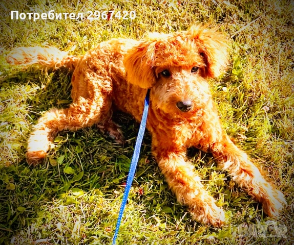 Пудел Той……., снимка 3 - Пудели - 52663386