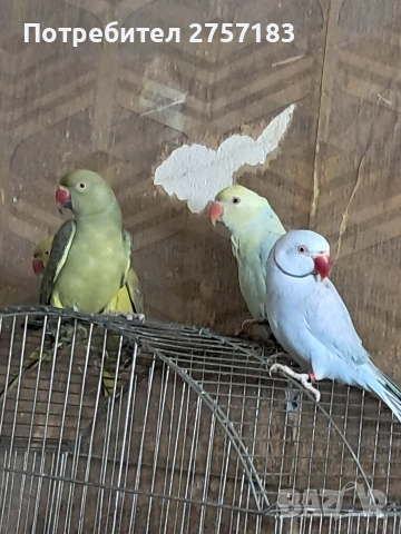 продавам малки александри , снимка 4 - Папагали - 53991993