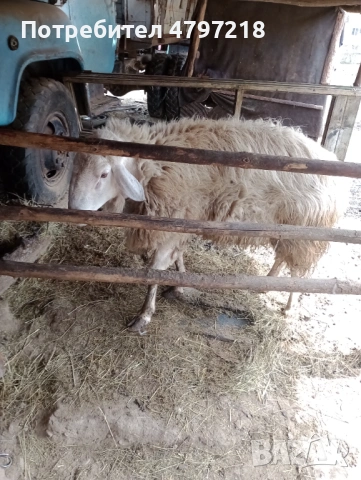 Асаф, снимка 5 - Овце - 54196713