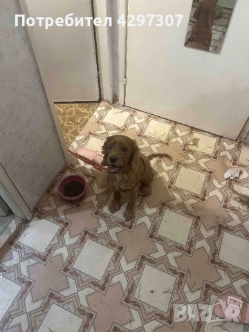 Разходки на кучета и посещения по домовете в София и близките области, снимка 6 - Други услуги - 53562736