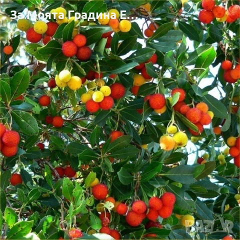 Ягодово дърво , снимка 5 - Градински цветя и растения - 53620994