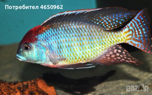 Аквариумни риби, африкански цихлиди от езерото Малави, снимка 11 - Рибки - 52414237