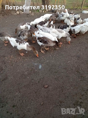 Продавам гъски свободно отглеждани., снимка 3 - други­ - 52587108