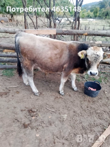 Телета, бици, снимка 5 - Крави - 52205533