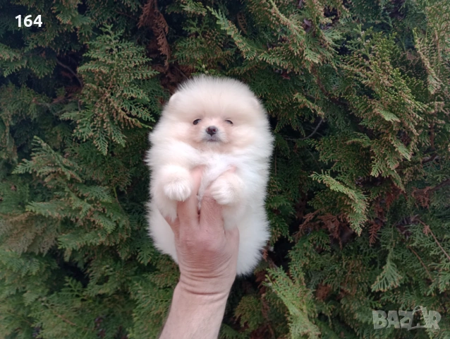 Мъжки и женски Померани. Реални снимки от 22.03.26 г. , снимка 2 - Померан - 53876191