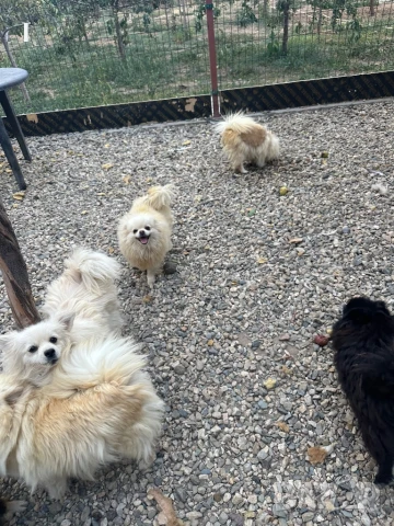 Померани, снимка 4 - Пудели - 51079149