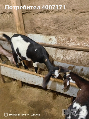 Чистокръвни англонубийски кози, снимка 4 - Кози - 52928016