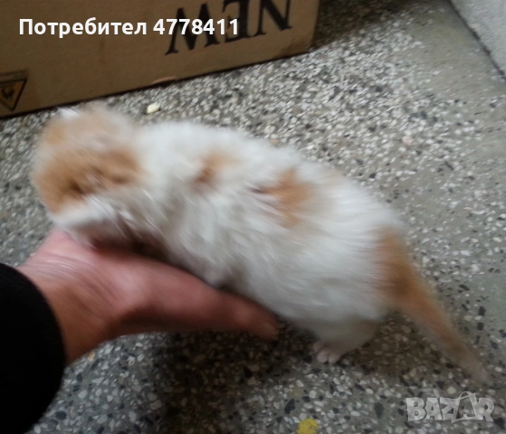 Подаряваме 4 котета сирачета, снимка 7 - Други - 53986016