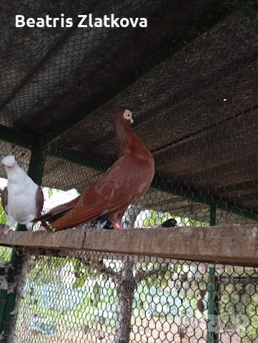 продавам гълъби