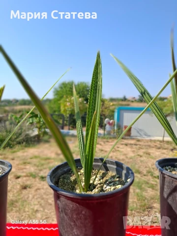 Палми от производител, снимка 5 - Стайни растения - 51037174