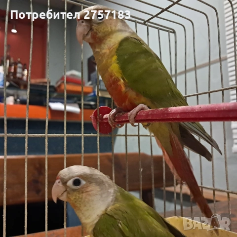 папагали пирура 3 бр 2025г, снимка 3 - Папагали - 53503068