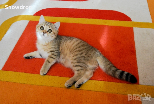 Златно тикирано таби, Британска късокосместа котка, снимка 2 - Британска късокосместа - 52955816
