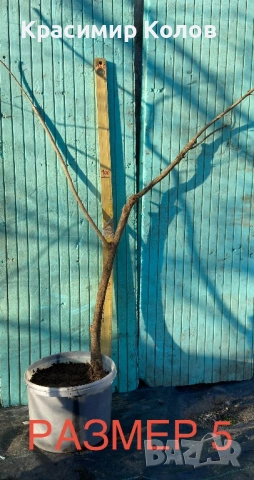 Нарове – селекция от много сортове с различни характеристики ,растения, дръвчета, снимка 17 - Градински цветя и растения - 52516852