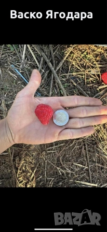 Продавам качествен  разсад ягоди и малини , снимка 9 - Разсади - 53751600