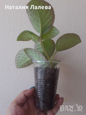 Еписция, episcia cupreata, снимка 3 - Стайни растения - 46242358