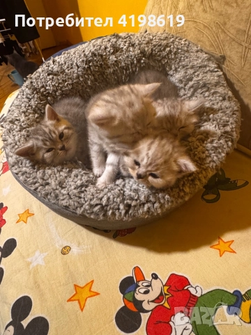  Цена по договаряне, снимка 2 - Други - 52425937