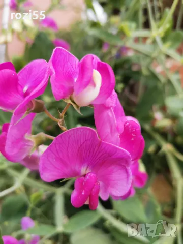 Продавам многогодишни студоустойчиви цветя от моята градина на гол корен., снимка 16 - Градински цветя и растения - 49873504