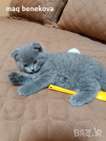 Прекрасни момичета шотландска клепоуха и правоуха!!!, снимка 10 - Британска късокосместа - 54061138