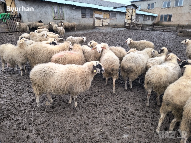 Свободно бременни овце