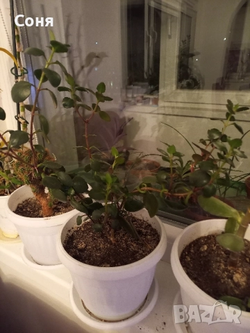 Различни кактуси,каучуково цвете, копривки и др.цветя, снимка 17 - Стайни растения - 50757911