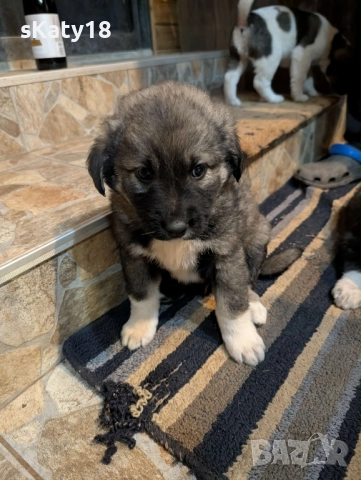 Подарявам кученца в Старо село , снимка 3 - Други - 52506082