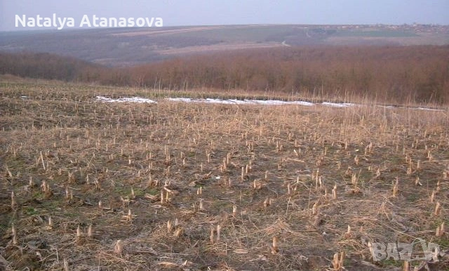 Къща за продажба в Сърнец, област Добрич, снимка 8 - Къщи - 53656477