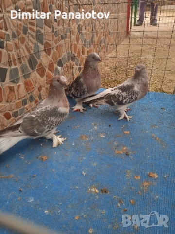 мардини, снимка 8 - Гълъби - 52183181