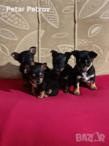 Пинчер мини 