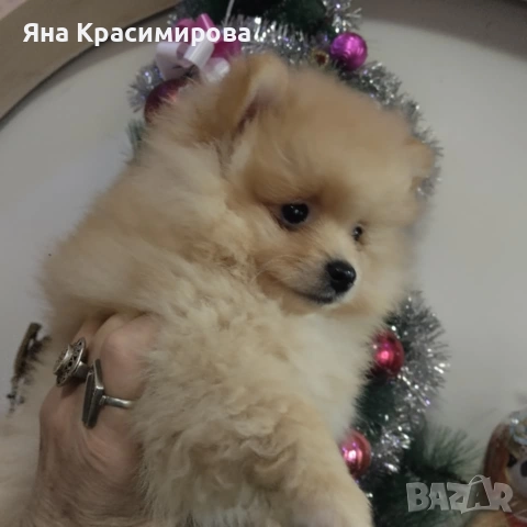 Мини шпиц померан , снимка 6 - Померан - 52877866