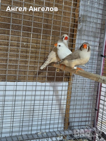 зеброви амадини , снимка 3 - Амадини - 53296953